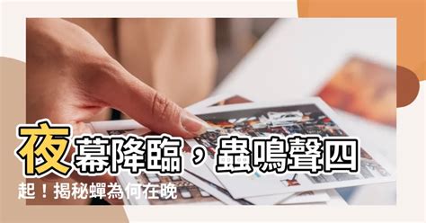 蟬晚上叫|蟬會在晚上叫嗎？